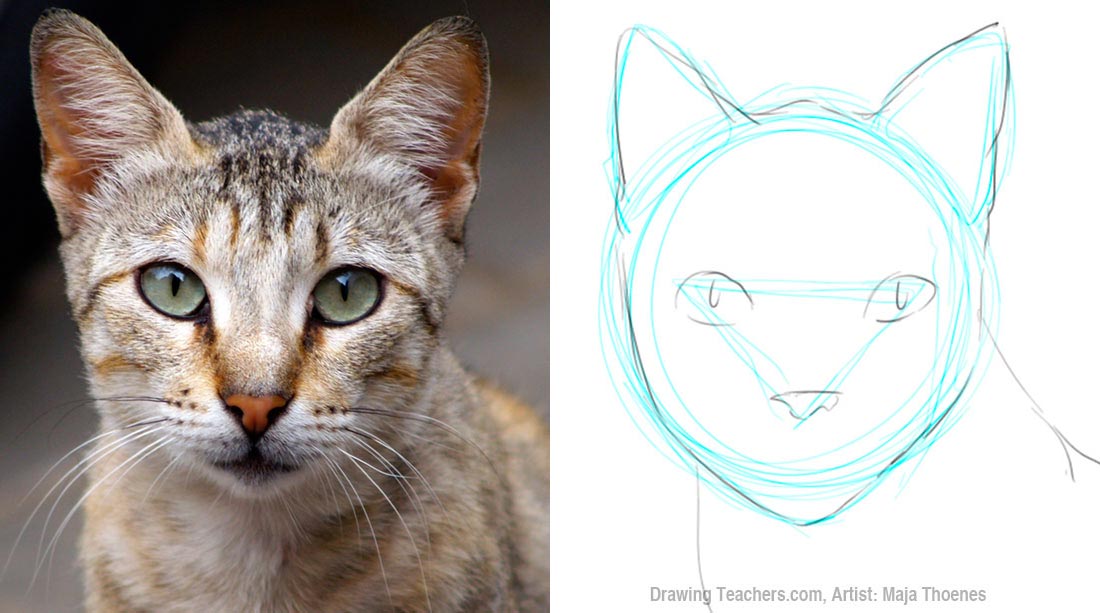 how to draw a cat face