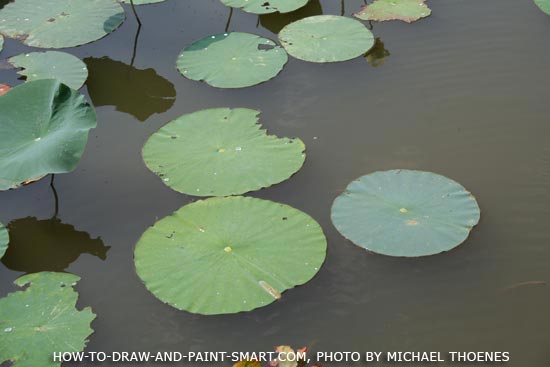 How to Draw a Lily Pad Step 1