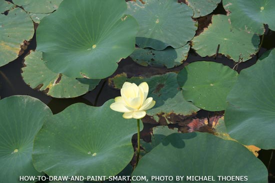 How to Draw a Lily Pad Step 2