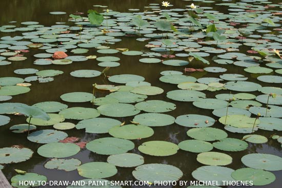 How to Draw a Lily Pad Step 3