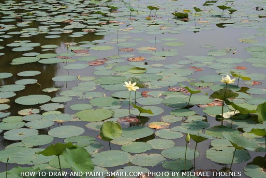 How to Draw a Lily Pad Step 5