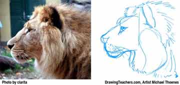 Lion Drawing Step 4 - How to Draw a Lion