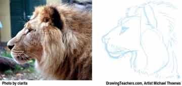 Lion Drawing Step 5 - How to Draw a Lion
