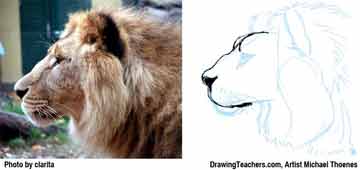 Lion Drawing Step 6 - How to Draw a Lion