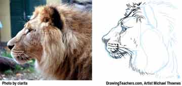Lion Drawing Step 8 - How to Draw a Lion