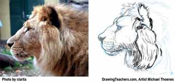 Lion Drawing Step 9 - How to Draw a Lion