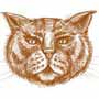 How to Draw a Cat face