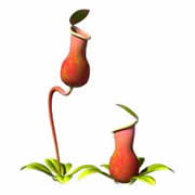 Pitcher Plant
