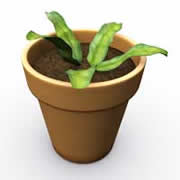 Flower Pot